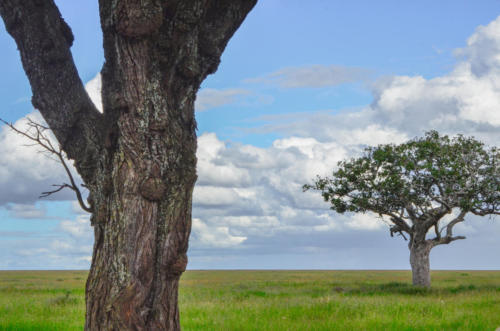 African Trees