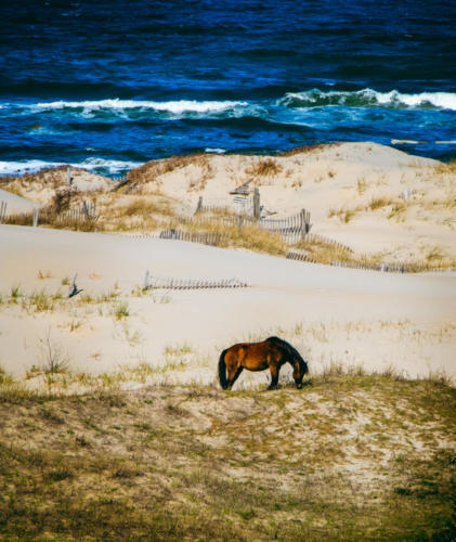 Horse on Outer Banks
