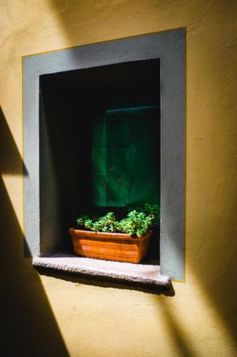 A Window in Sunlight